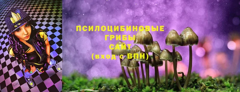 Псилоцибиновые грибы Cubensis  Георгиевск 